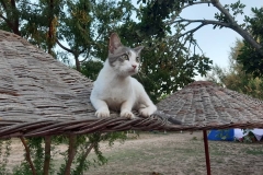 thecampbodrum-310