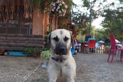 thecampbodrum-69